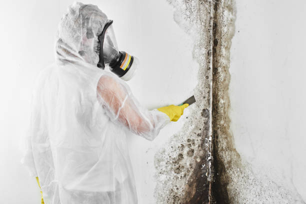 Professional Mold Removal in Elmira Heights, NY