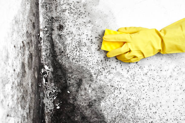 Best Black Mold Removal  in Elmira Heights, NY