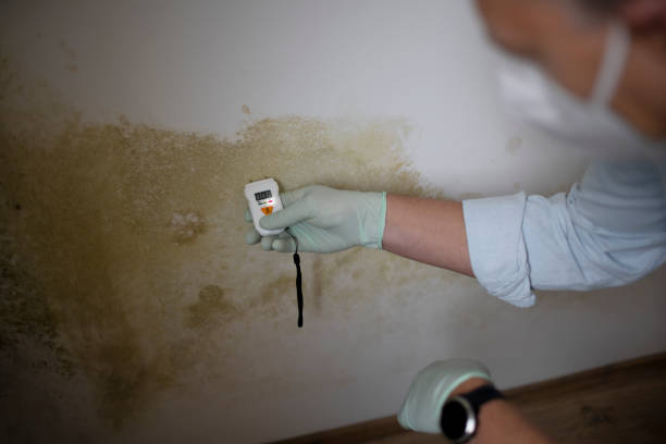 Best Certified Mold Removal  in Elmira Heights, NY