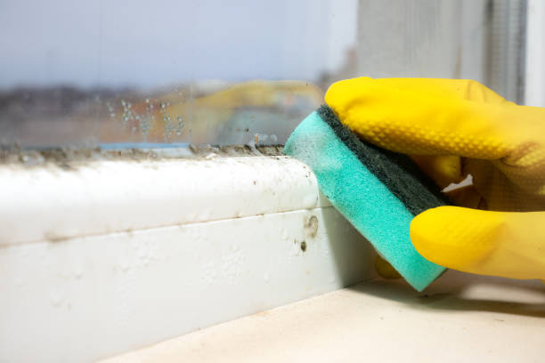 Best Mold Testing  in Elmira Heights, NY
