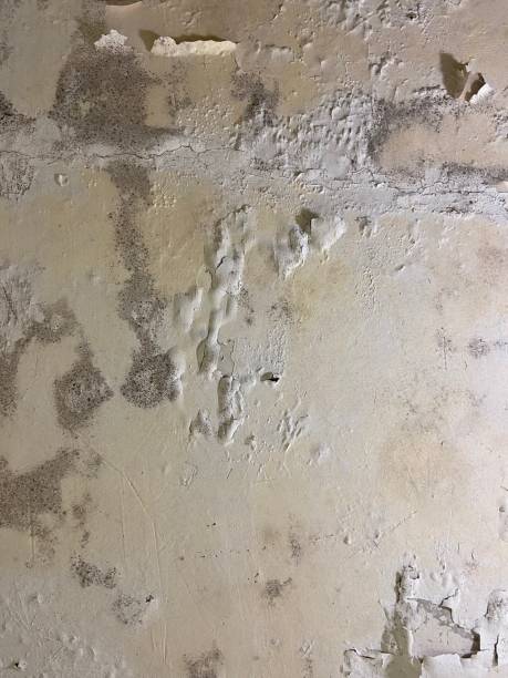 Mold Removal and Inspection in Elmira Heights, NY
