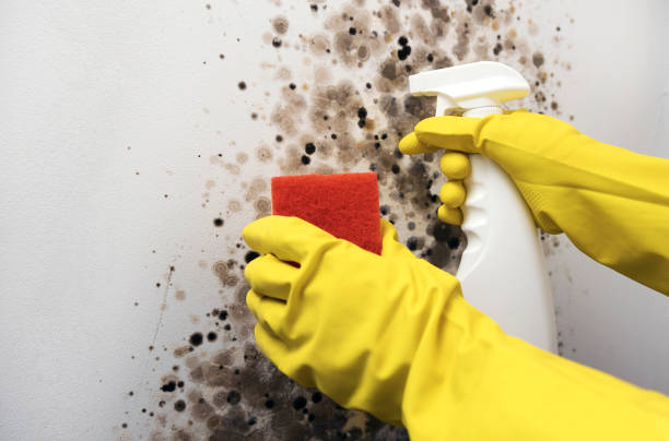 Best Commercial Mold Removal  in Elmira Heights, NY