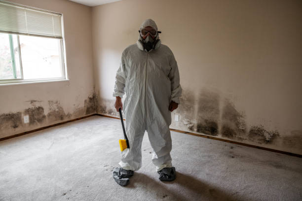 Best Mold Damage Repair  in Elmira Heights, NY