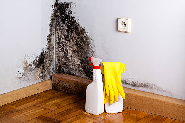 Crawl Space Mold Removal in Elmira Heights, NY