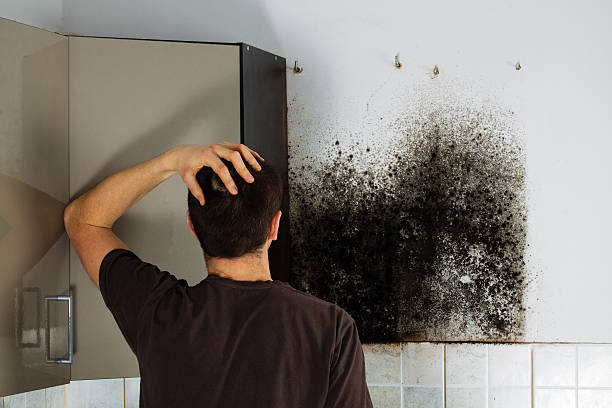 Best Residential Mold Removal  in Elmira Heights, NY