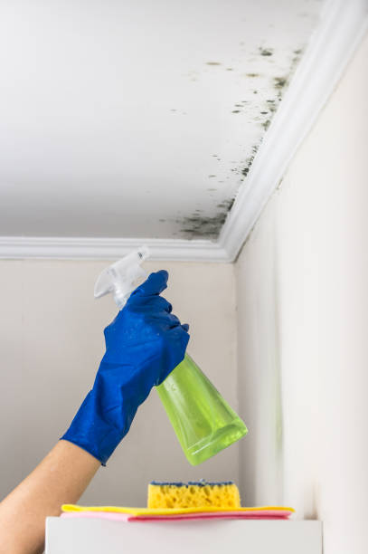 Certified Mold Removal in Elmira Heights, NY