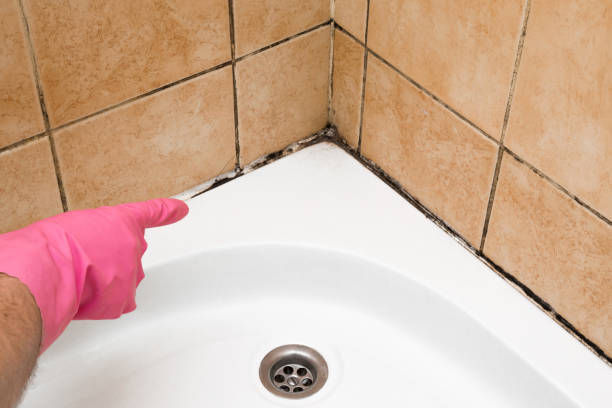 Best Mold Testing  in Elmira Heights, NY